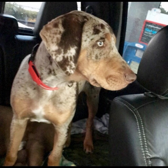 Meet your Posher, Rachel - Picture 1 of 1